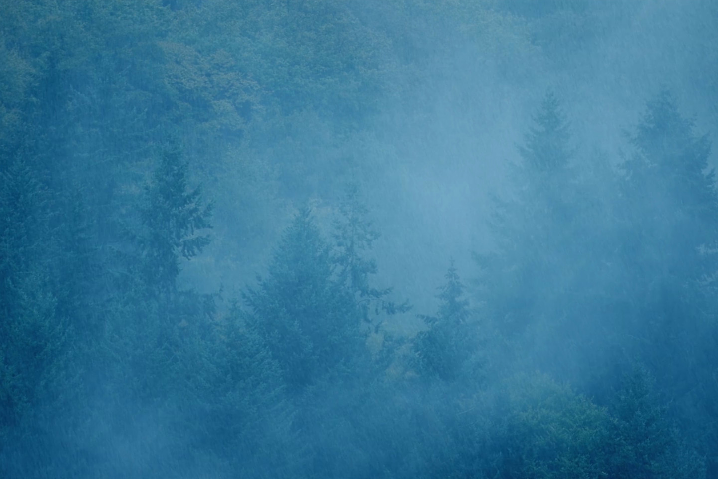 Image of mist travelling through trees 