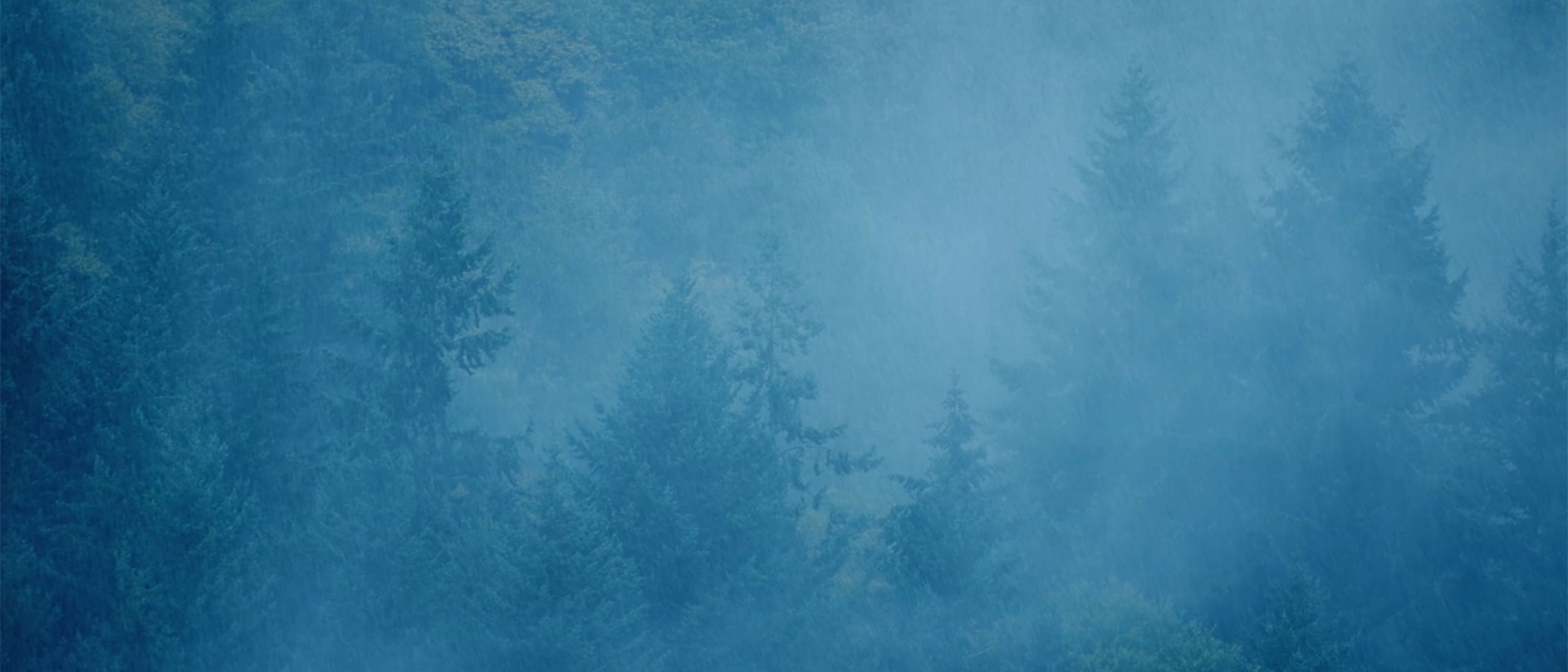 Image of mist travelling through trees