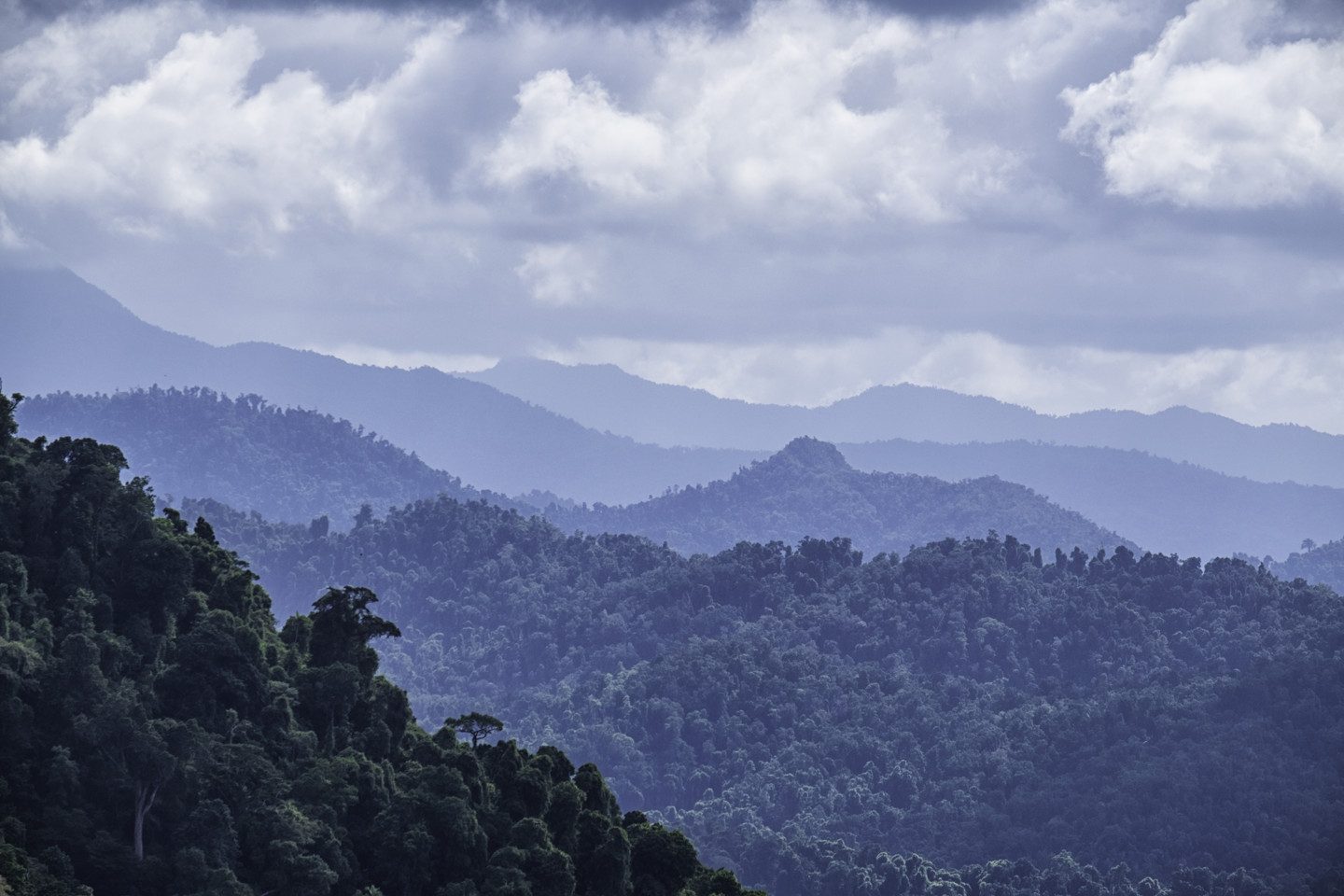 Aerial image of forest wiht a blue overlay
